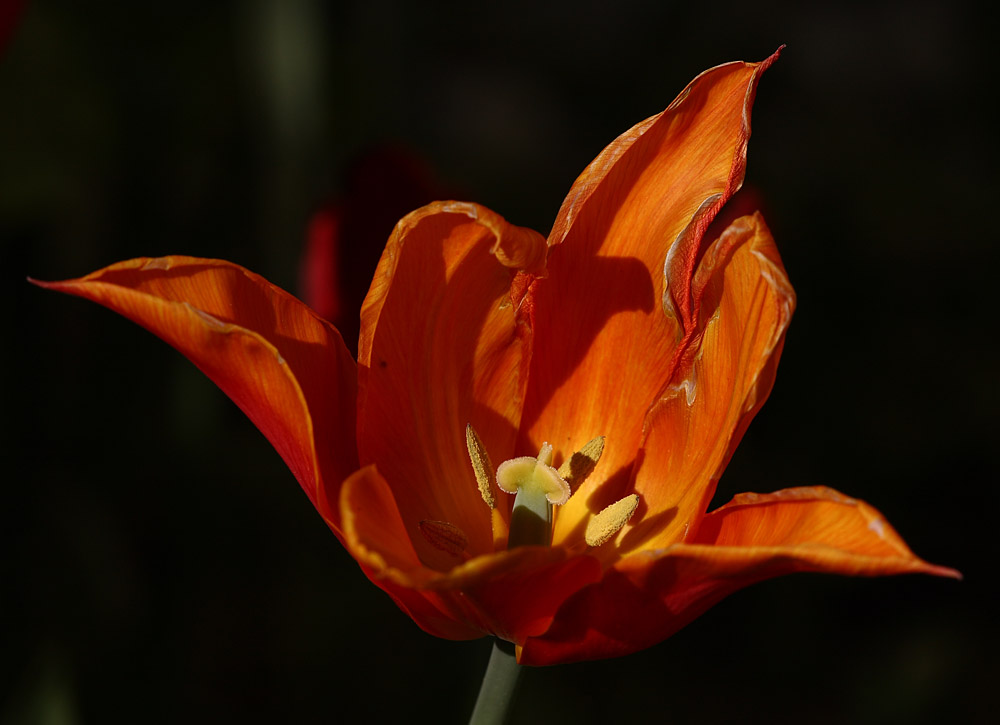 Tulpe in der Abendsonne:-)