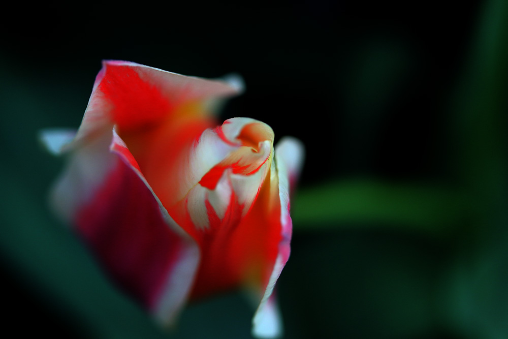 Tulpe in der Entstehung