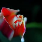 Tulpe in der Entstehung