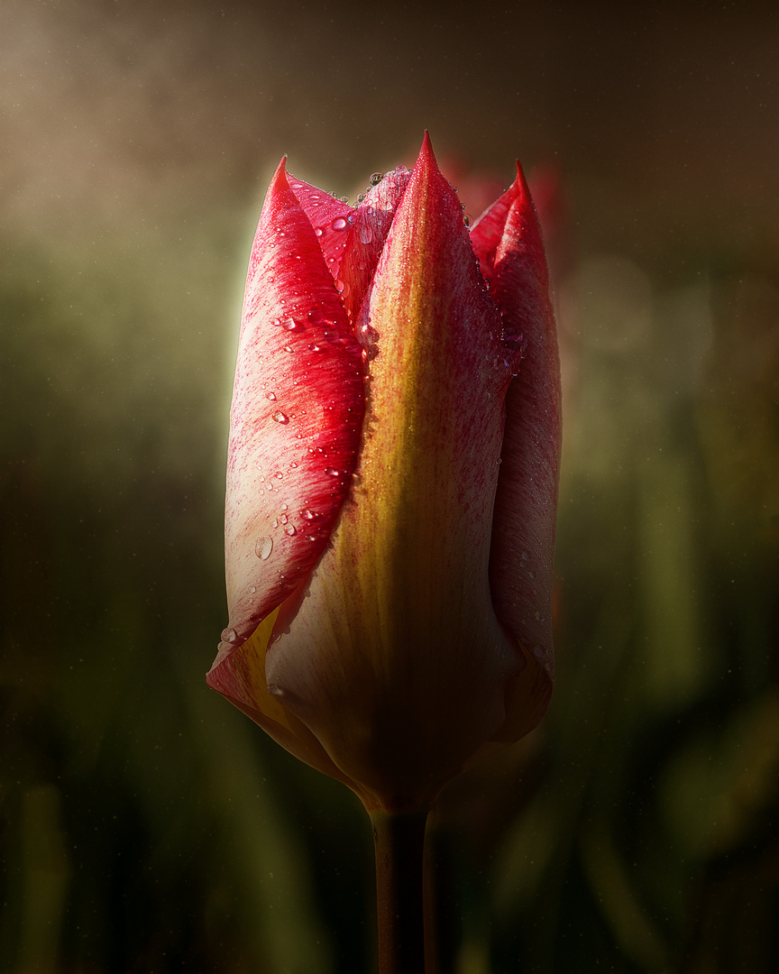 Tulpe in der Morgensonne