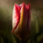 Tulpe in der Morgensonne