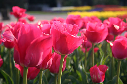 Tulpe in der Nachmittagssonne