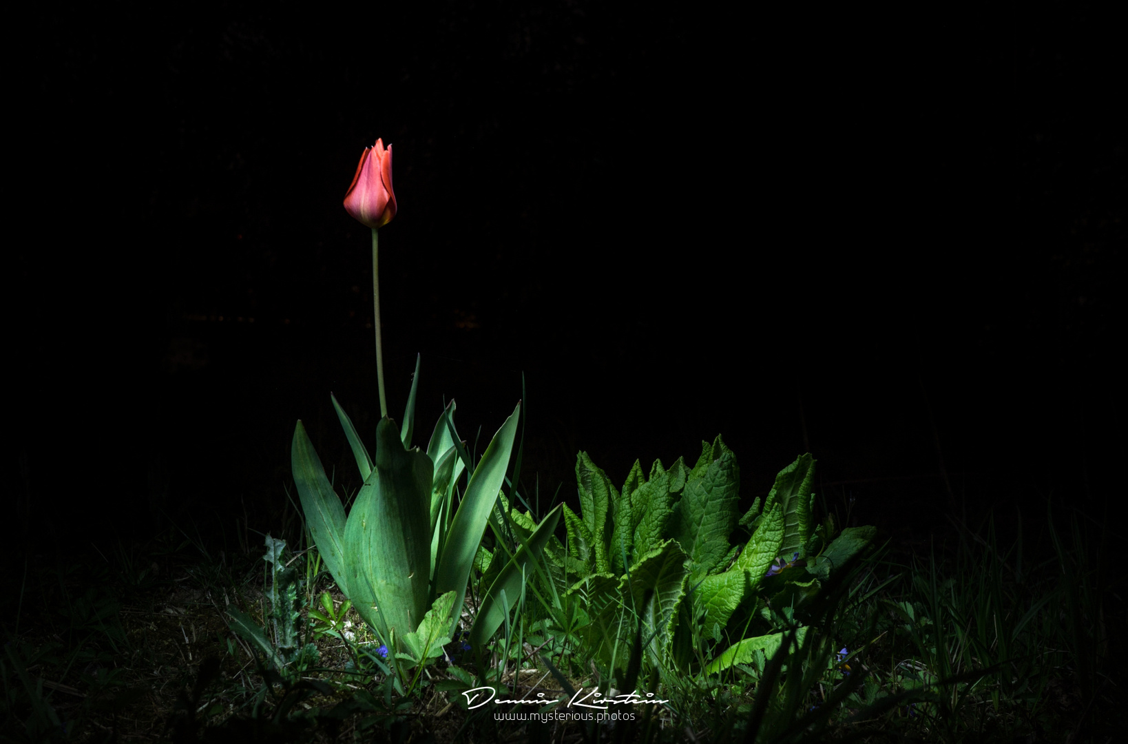 Tulpe in der Nacht
