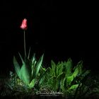 Tulpe in der Nacht