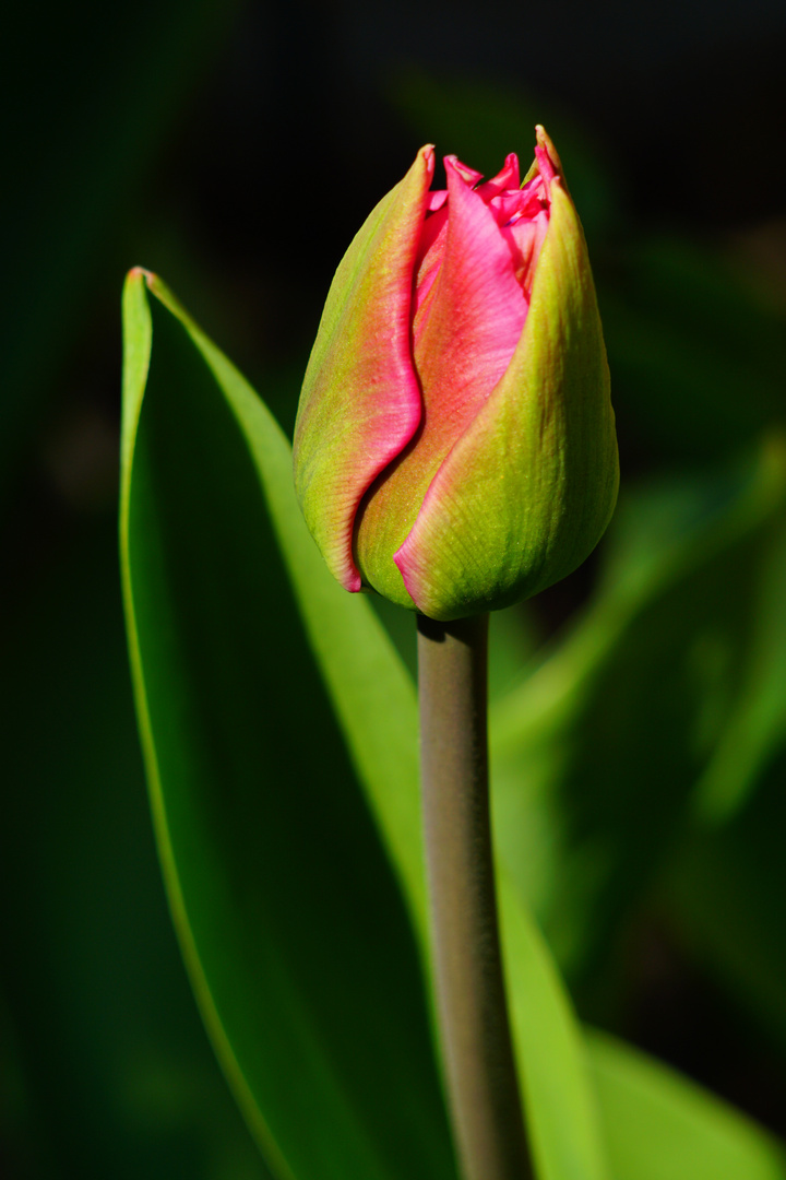 Tulpe in der Sonne