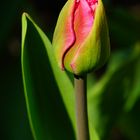 Tulpe in der Sonne