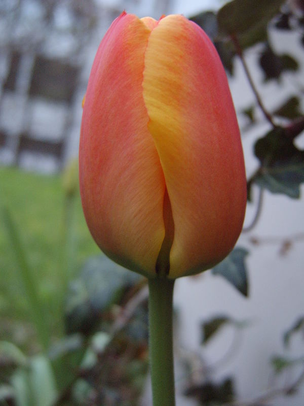 Tulpe in der Stadt