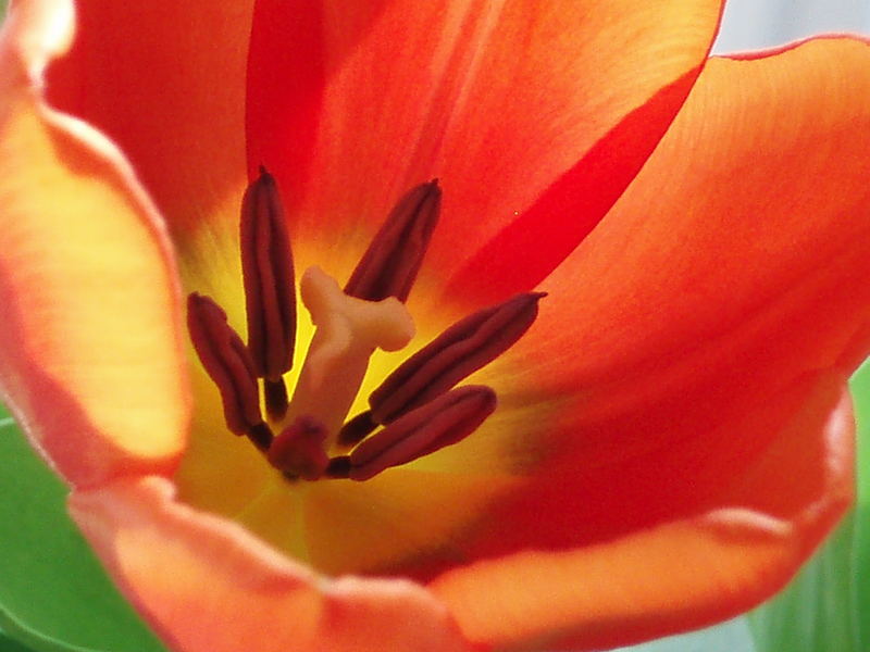 Tulpe in der Vase