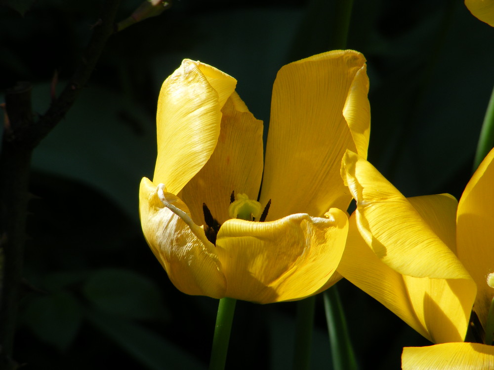 Tulpe in Gelb