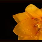 Tulpe in gelb