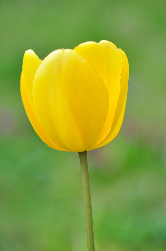 Tulpe in Gelb