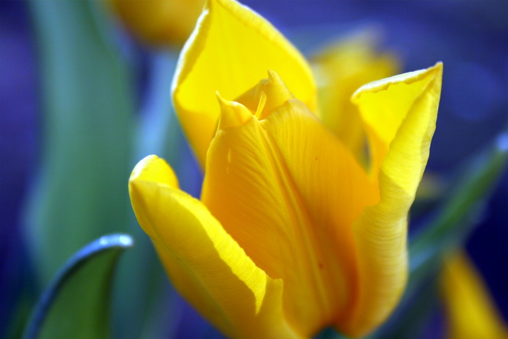 Tulpe in gelb-blau