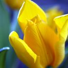 Tulpe in gelb-blau