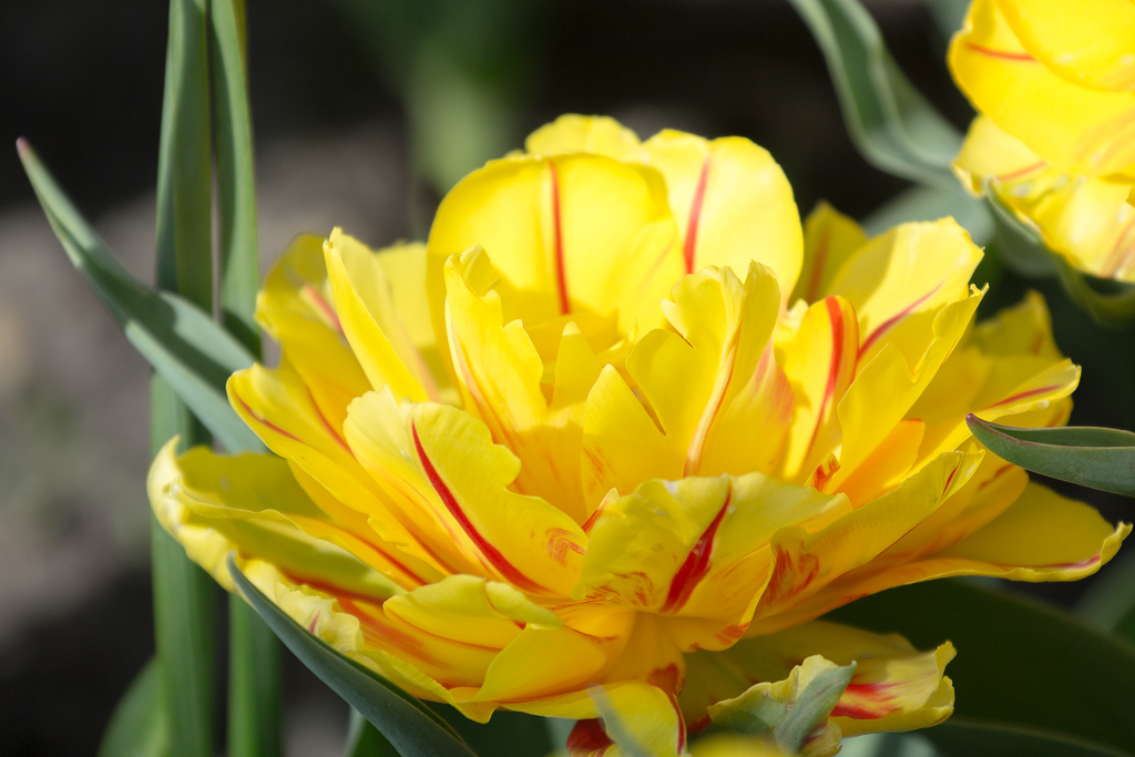 Tulpe in Gelb