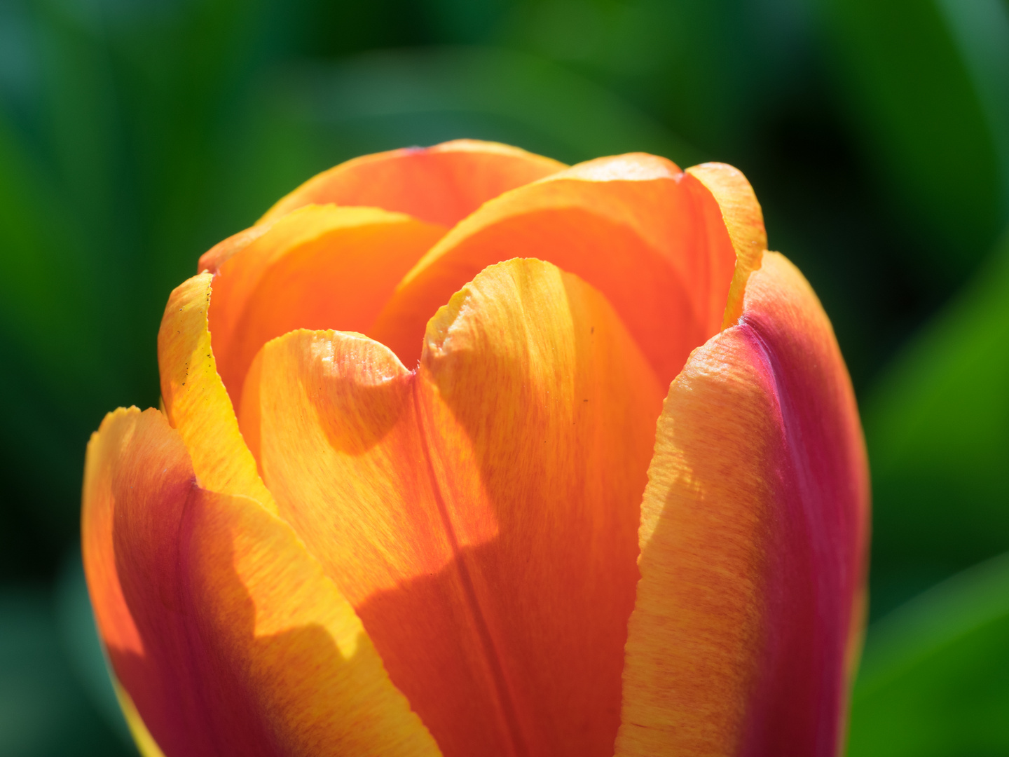 Tulpe in gelb rot und grün