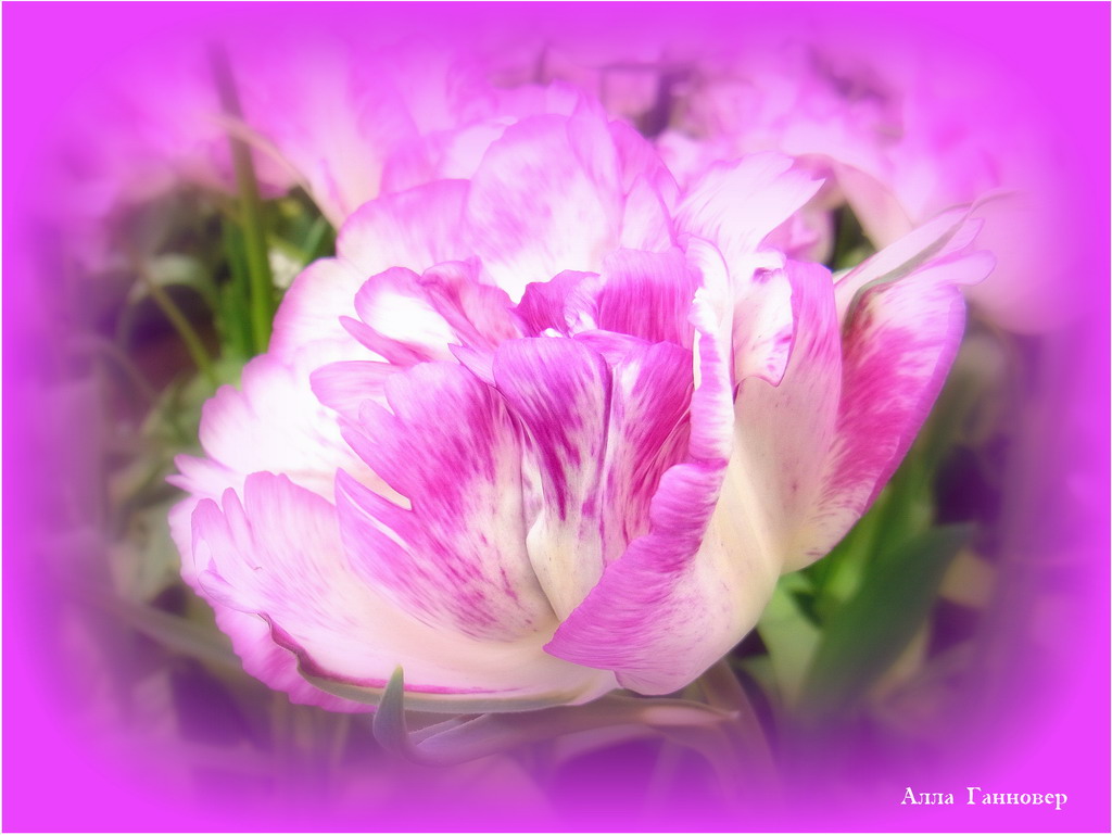 Tulpe in lila