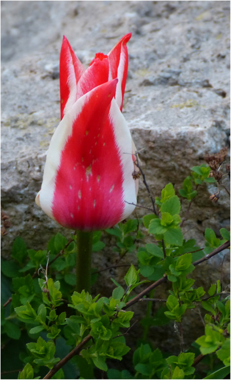 Tulpe in Maigrün