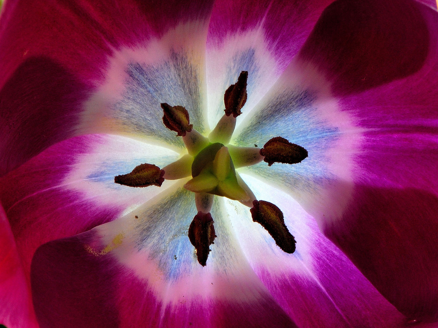 Tulpe in Makro