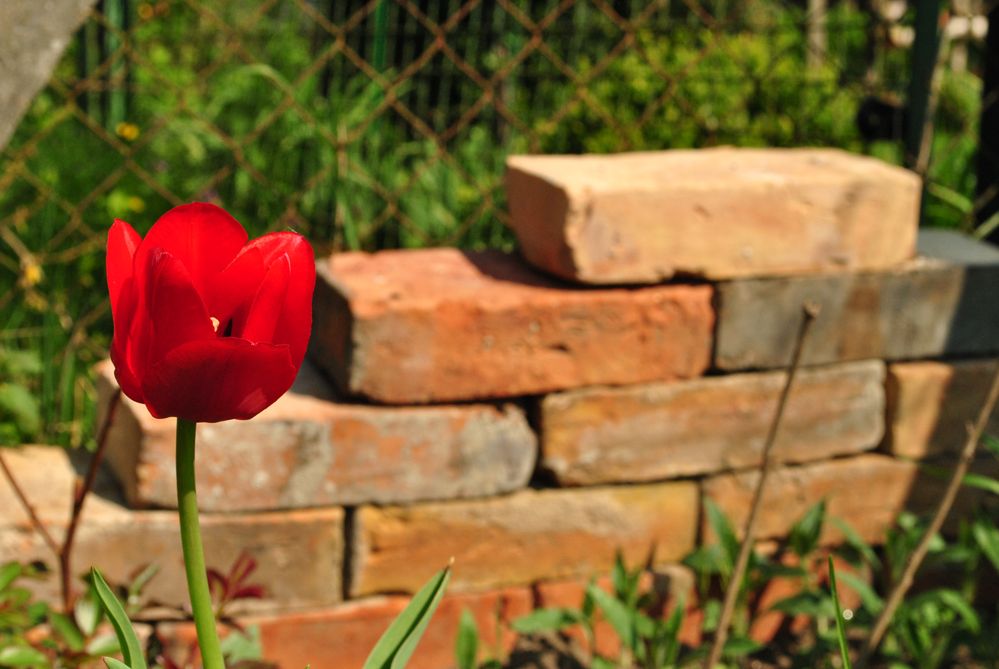 Tulpe in Mama´s Garten