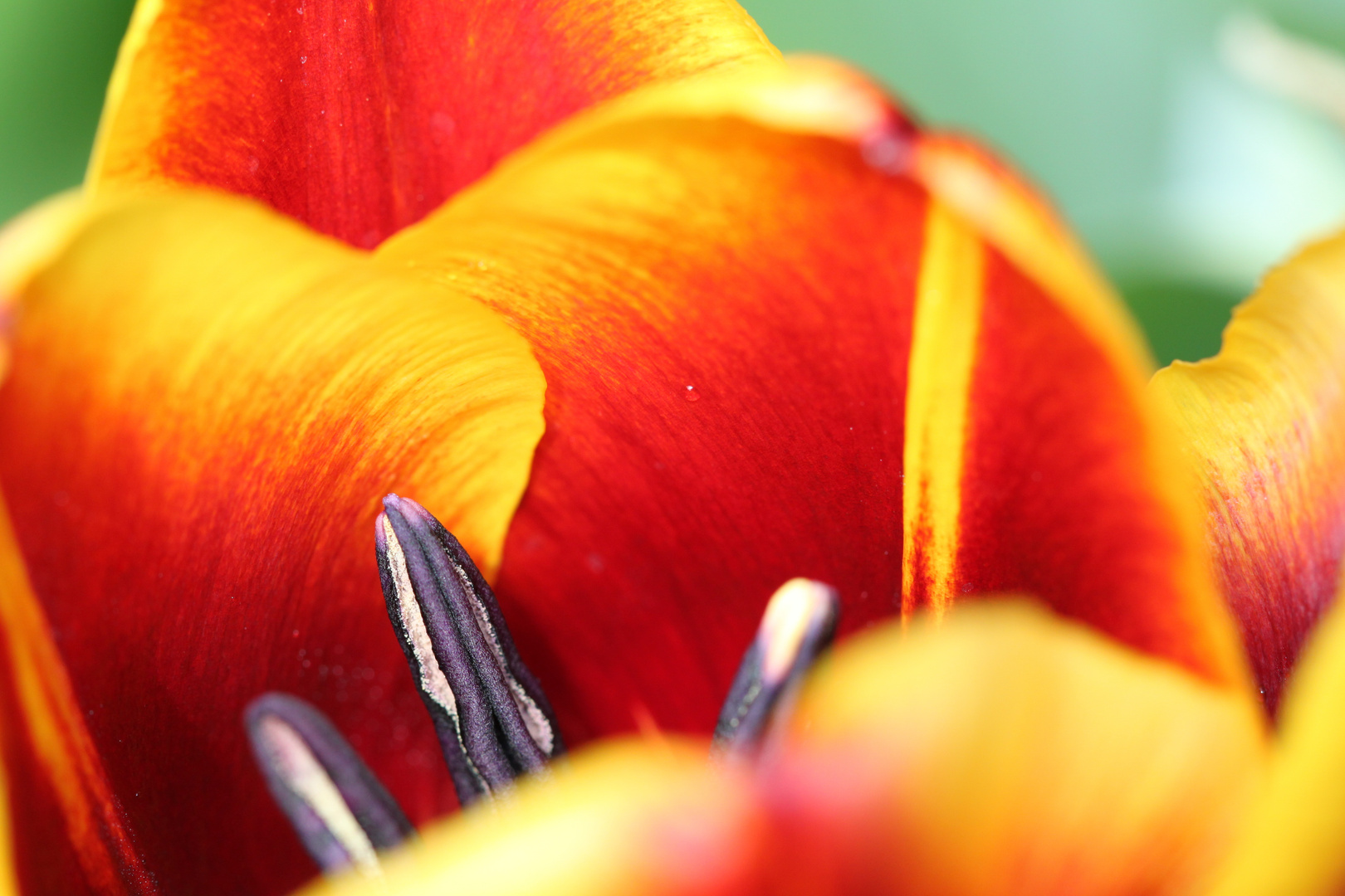 Tulpe in meinem Garten