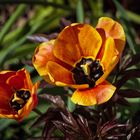 Tulpe in meinem Garten