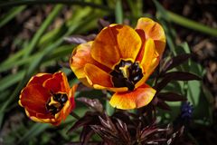 Tulpe in meinem Garten