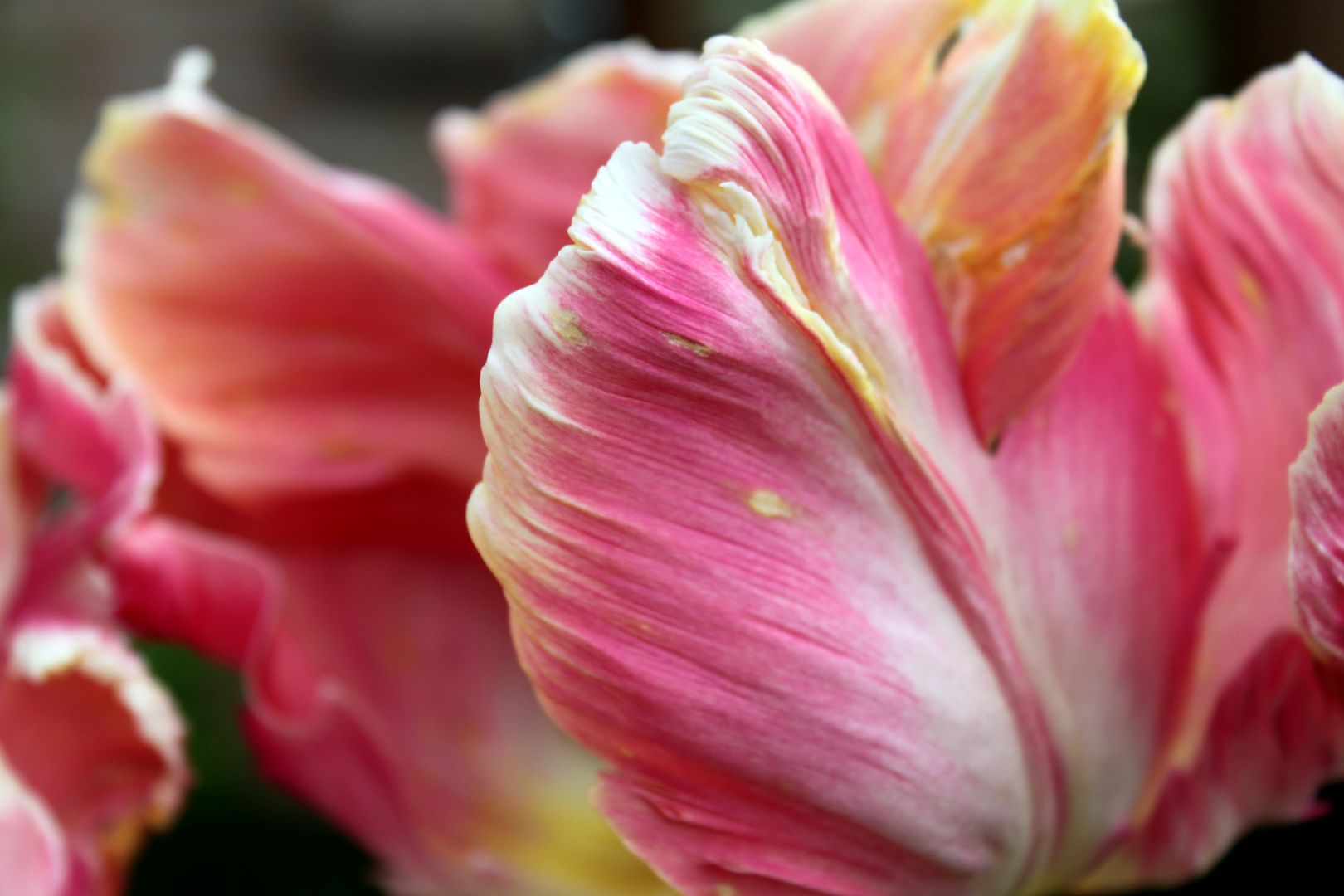 Tulpe in meinen Garten