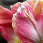 Tulpe in meinen Garten