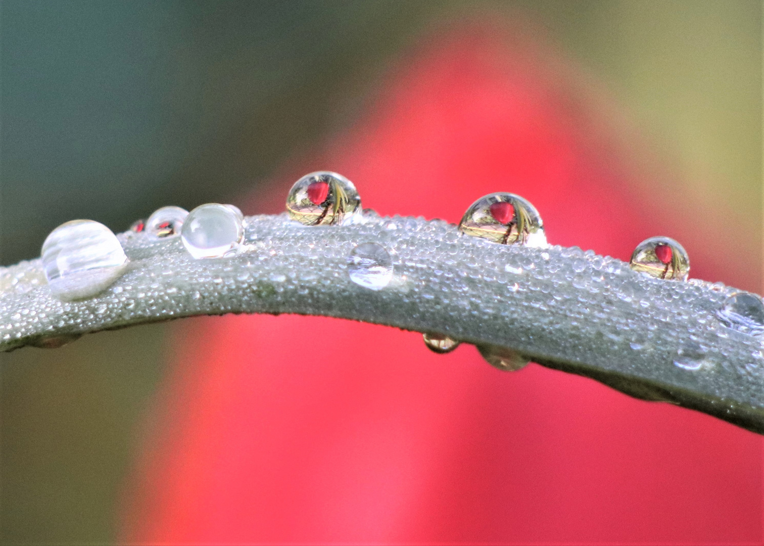 Tulpe in Morgentau-Tropfen