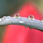 Tulpe in Morgentau-Tropfen