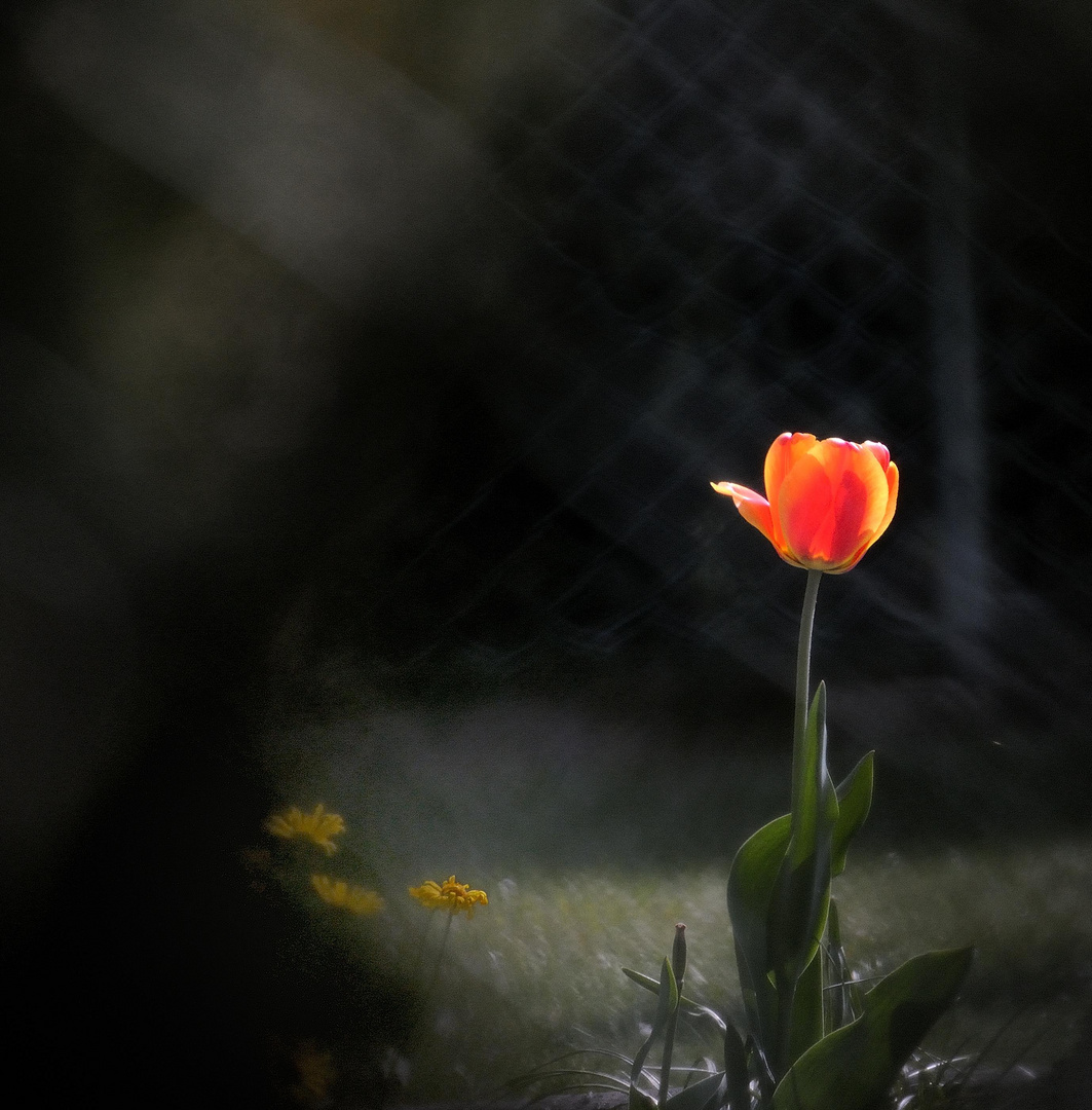 Tulpe in Nachbars Garten