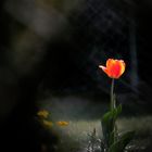 Tulpe in Nachbars Garten