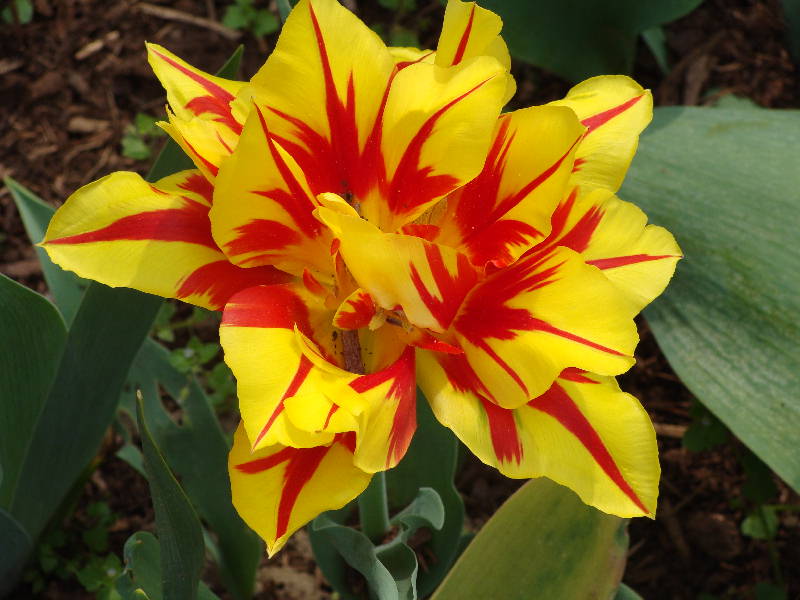 Tulpe in Nachbars Garten