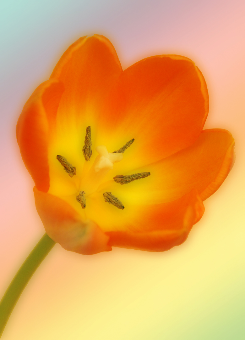 Tulpe in Orange