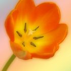 Tulpe in Orange