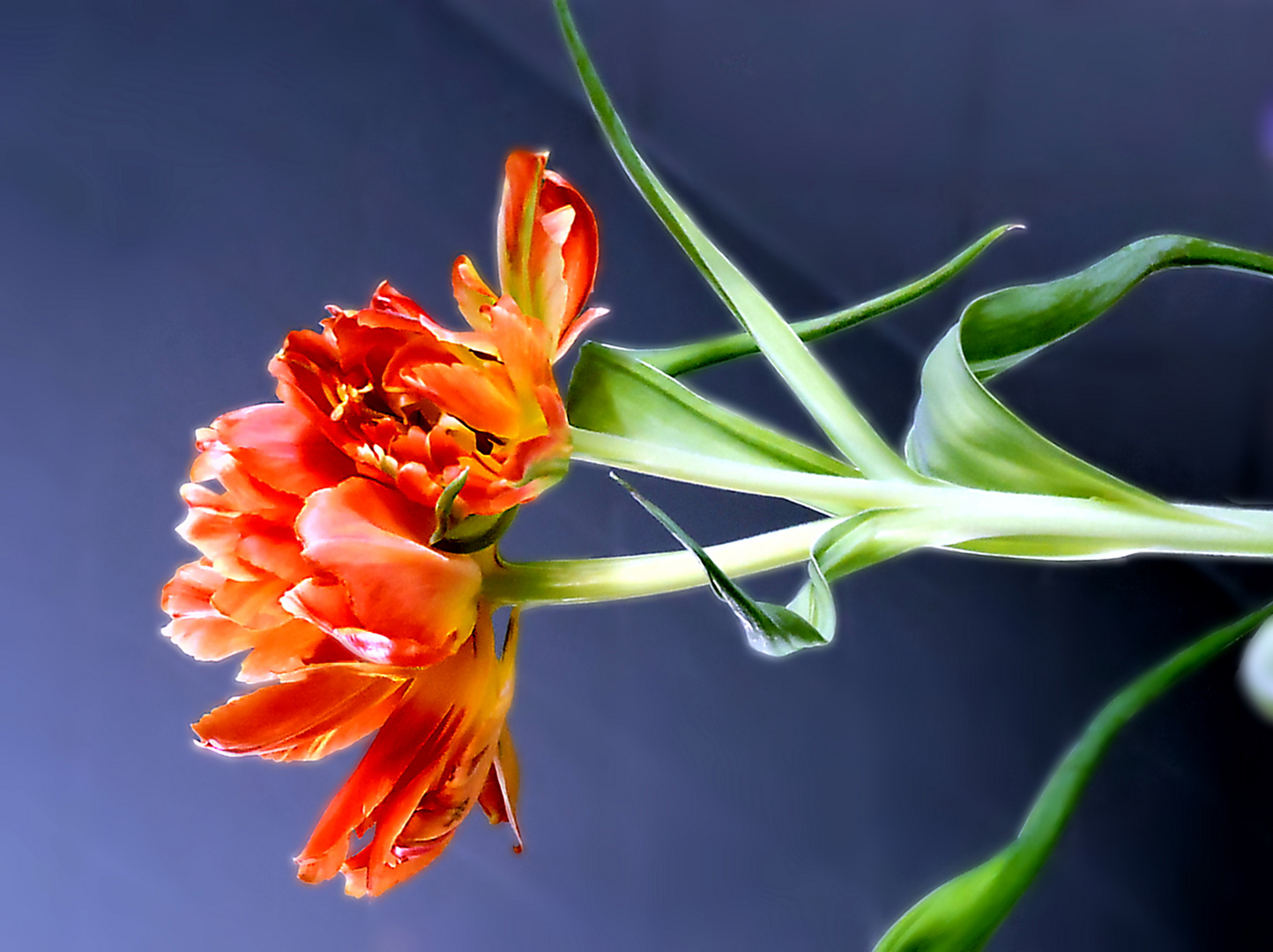 Tulpe in Orange