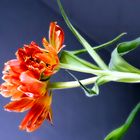 Tulpe in Orange