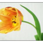 Tulpe in Orange I