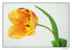 Tulpe in Orange I