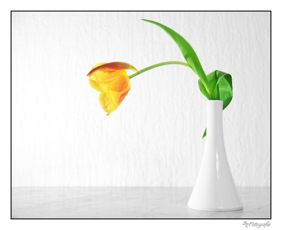 Tulpe in Orange II