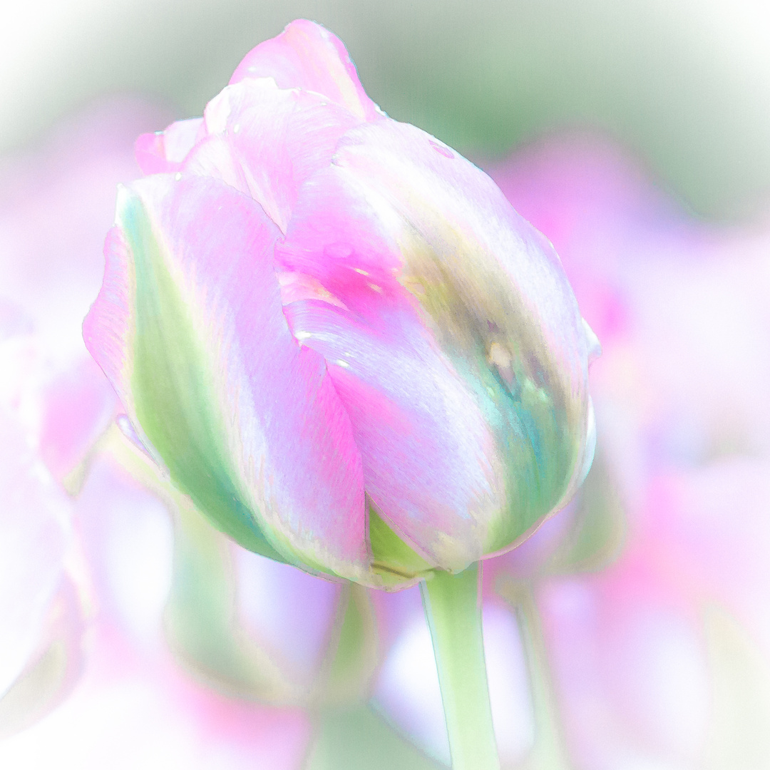 Tulpe in Pastell