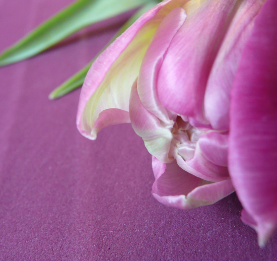 Tulpe in Pflaume