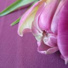 Tulpe in Pflaume