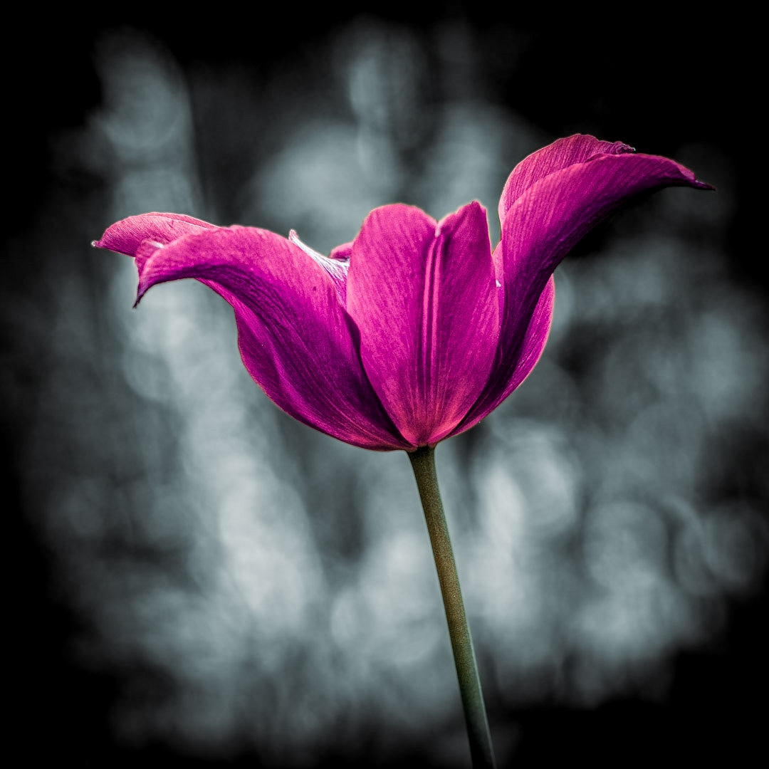 Tulpe in Pink