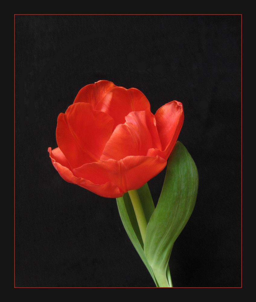 Tulpe in red 1