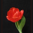 Tulpe in red 1