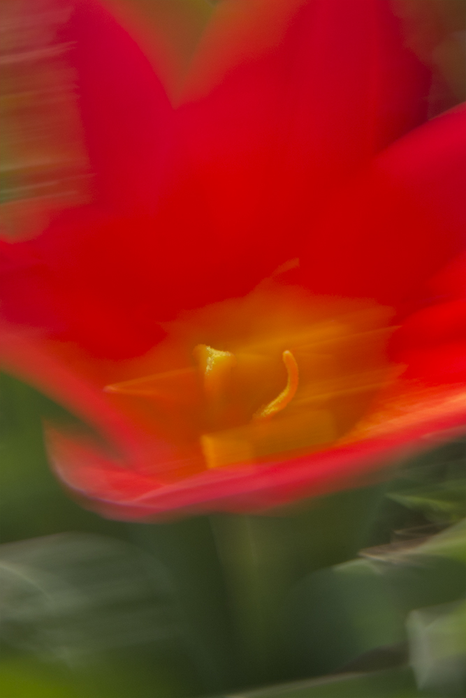 Tulpe in red von mkbonn 