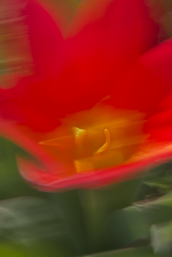 Tulpe in red