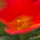 Tulpe in red