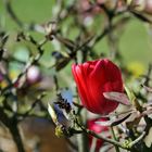 Tulpe in Rhododendronstrauch